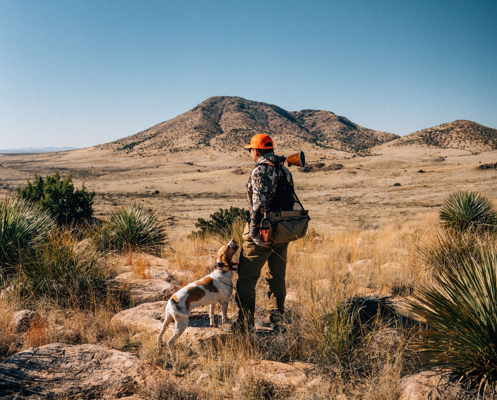 A bird hunter and his hunting dog hunting in Arizona for the quail slam.
