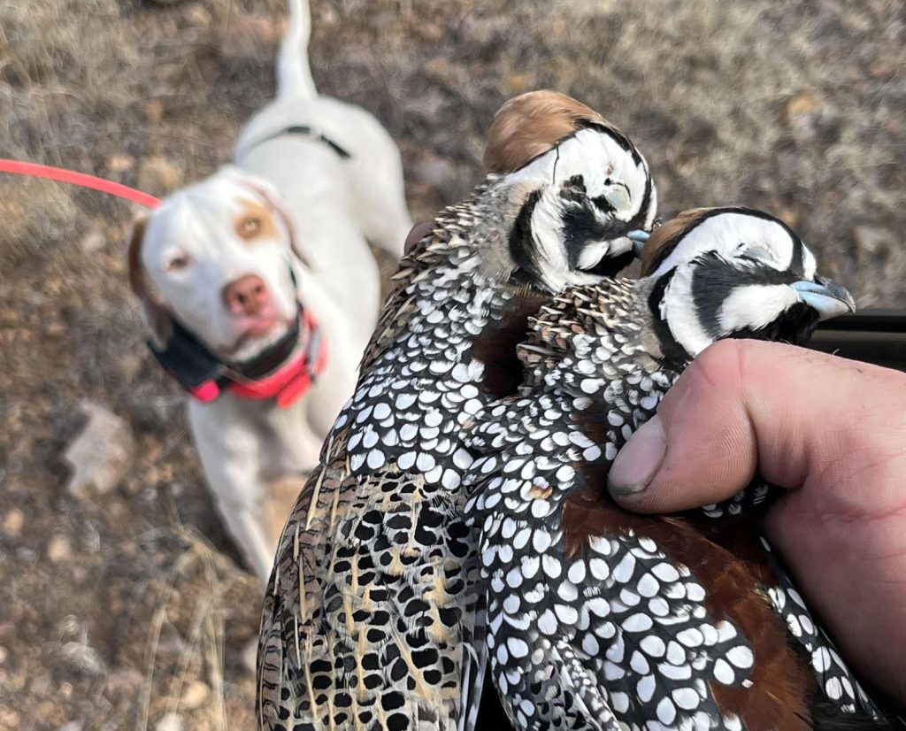 A pointing dog and a hunter holding two mature male Mearns quail in Arizona.