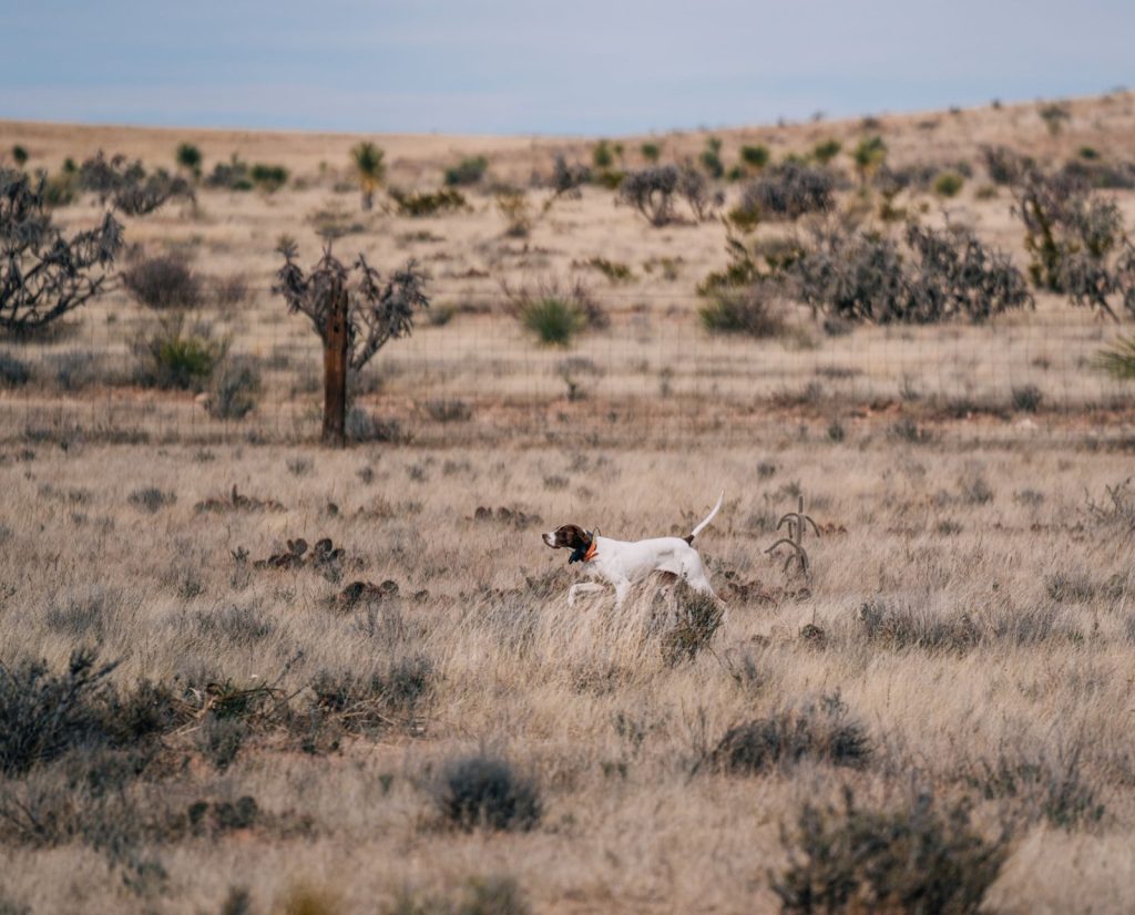 A pointing dog on point in Arizona while quail hunting.