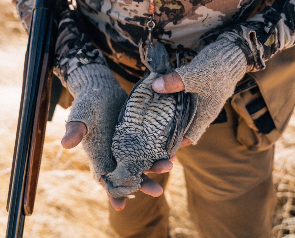 An upland hunter holding a scaled quail in Arizona, one of the three quail species needed for the Arizona quail slam.