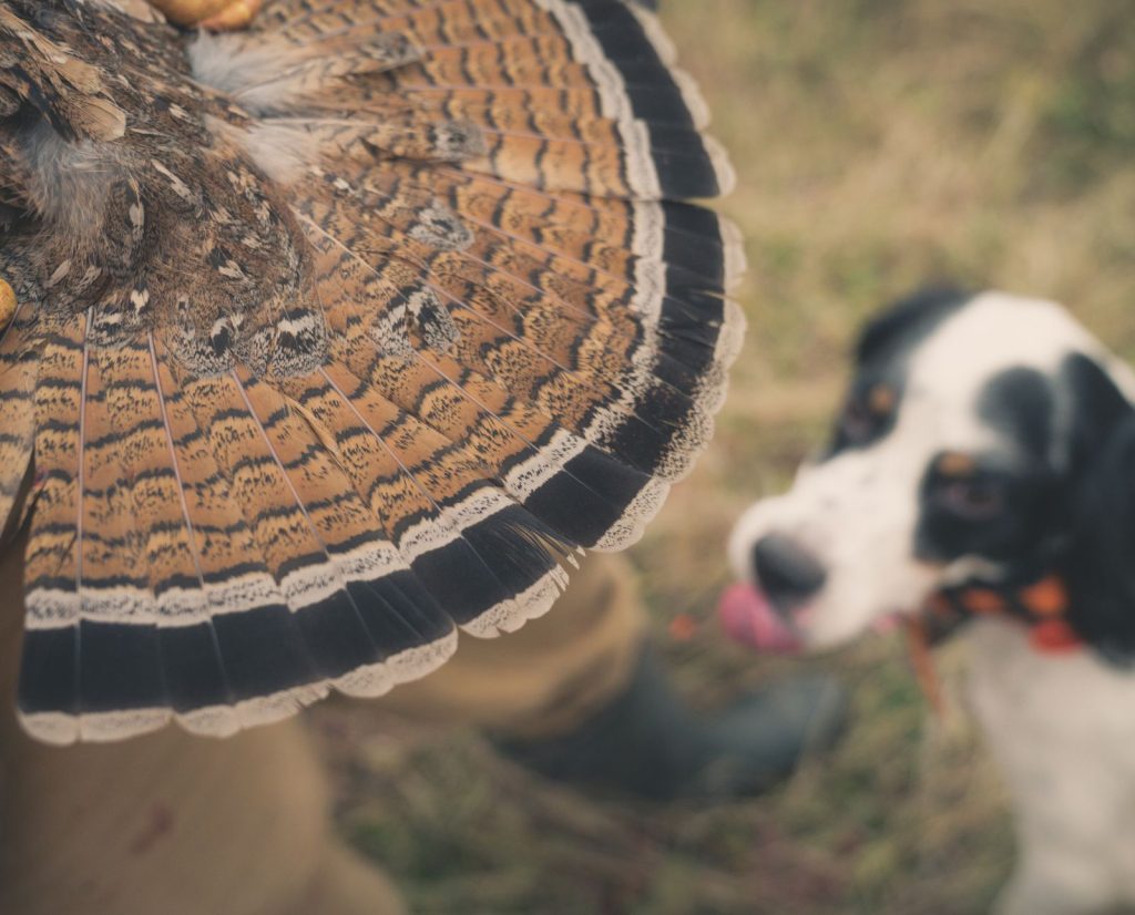 A setter that hunts ruffed grouse with a hunter displaying a ruffed grouse fan.