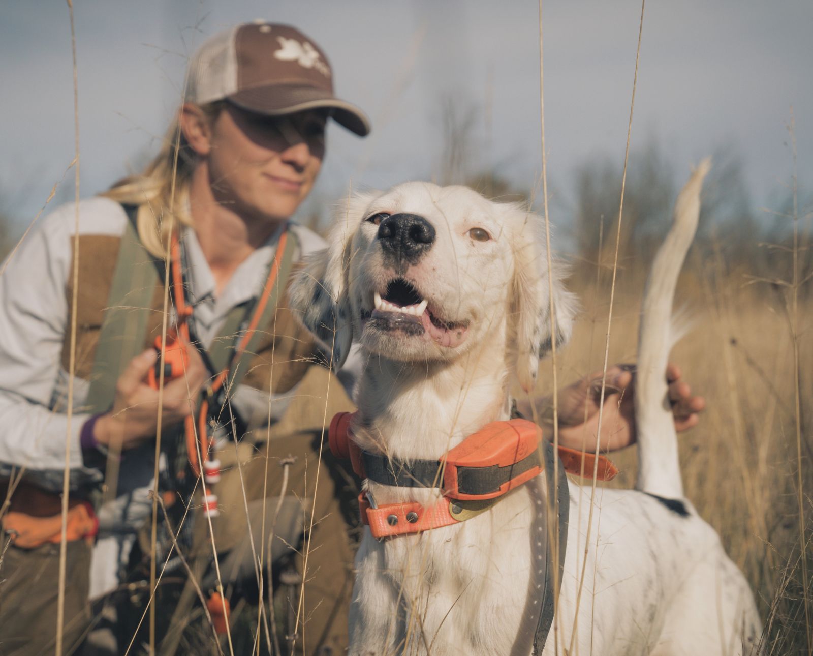 A hunter trains her bird dog for hunting ruffed grouse.