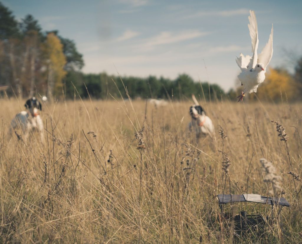 Two pointing dogs point a flushing pigeon released from a bird launcher during training.