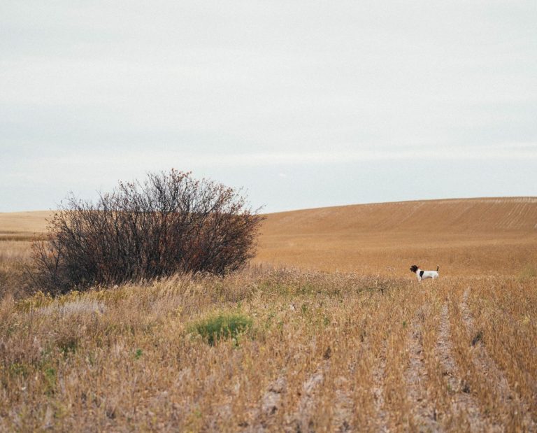 A hunting dog points a shrub that is likely holding a sharp-tailed grouse or two.