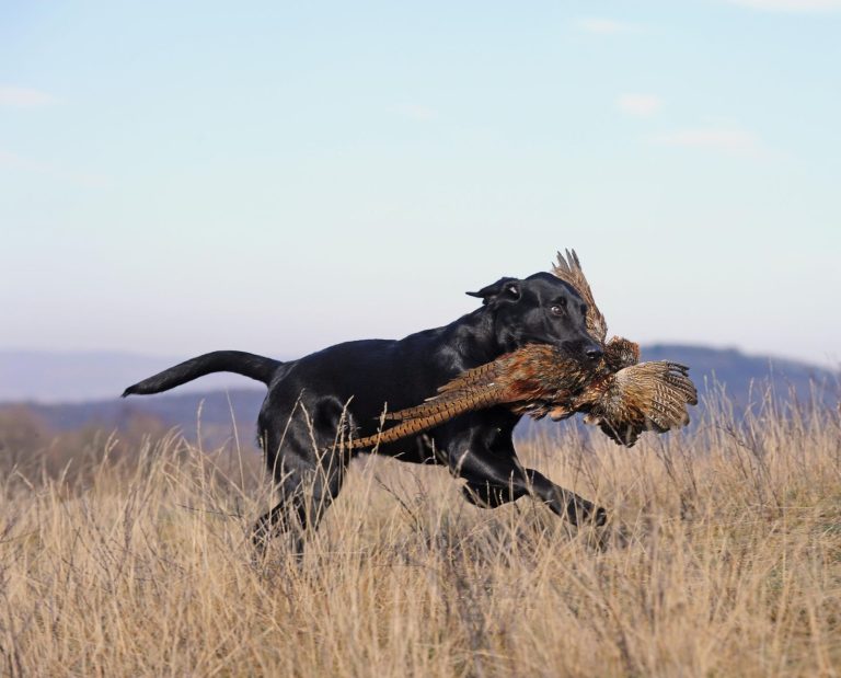 A black Labrador Retriever brings a rooster pheasant to its handler during pheasant hunting season.