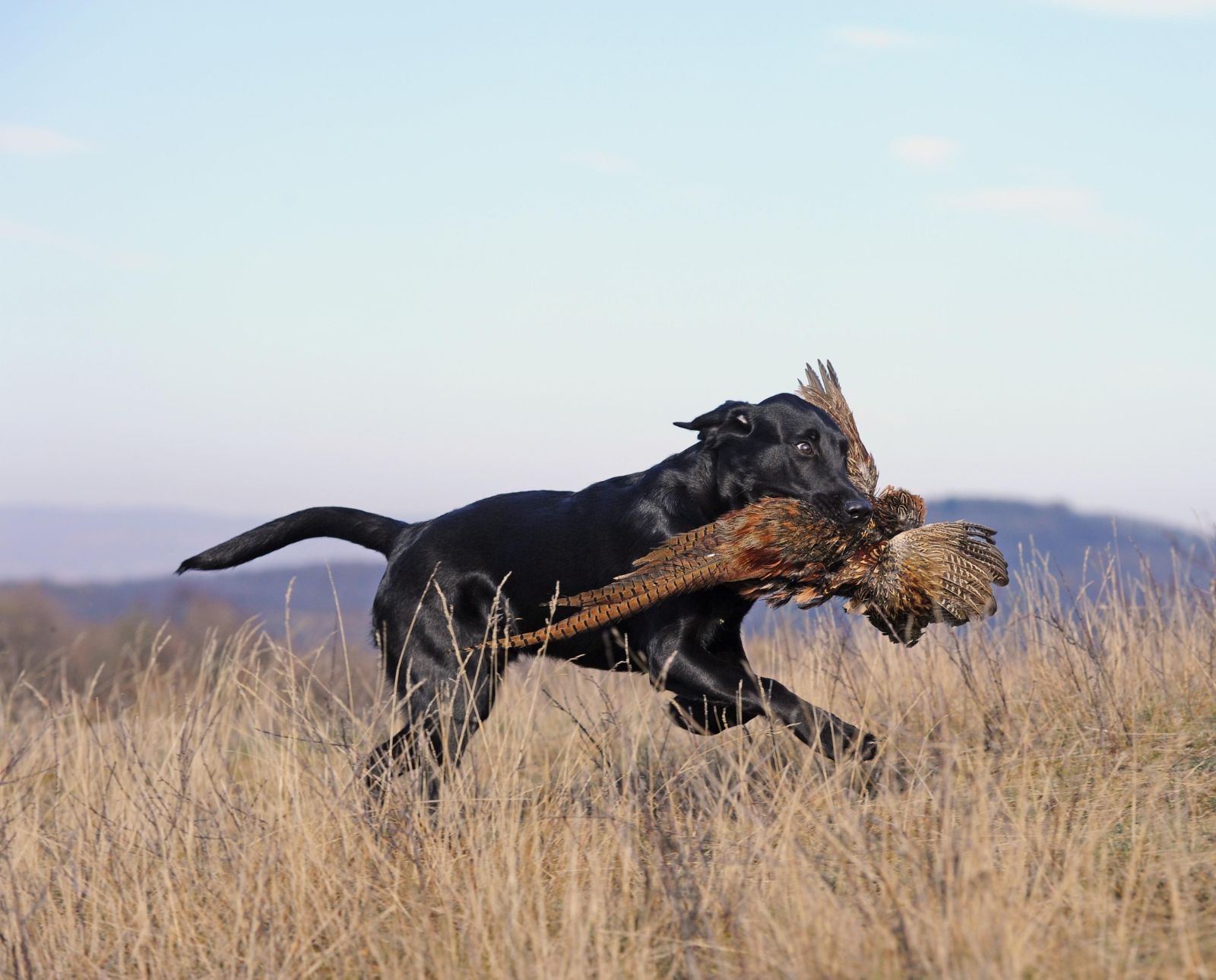A black Labrador Retriever brings a rooster pheasant to its handler during pheasant hunting season.