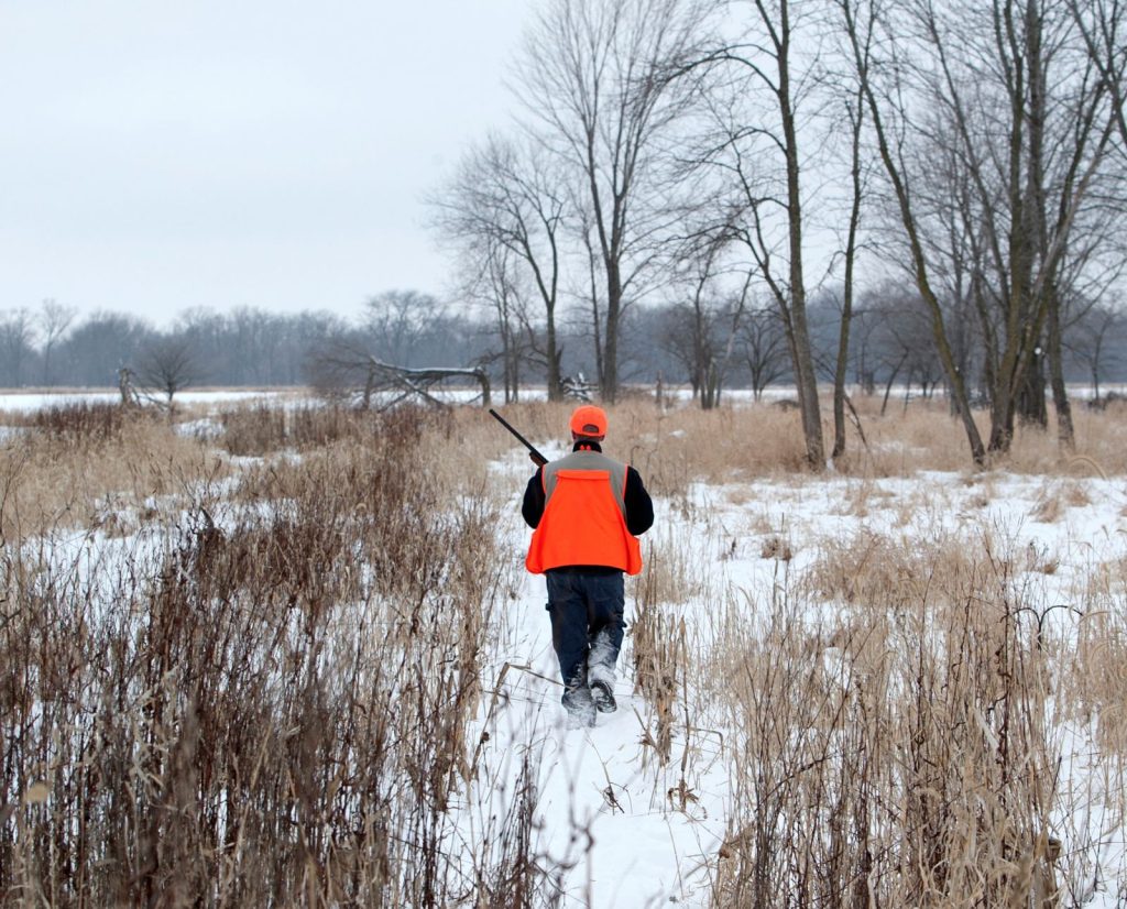 A hunter walks through late season pheasant habitat.