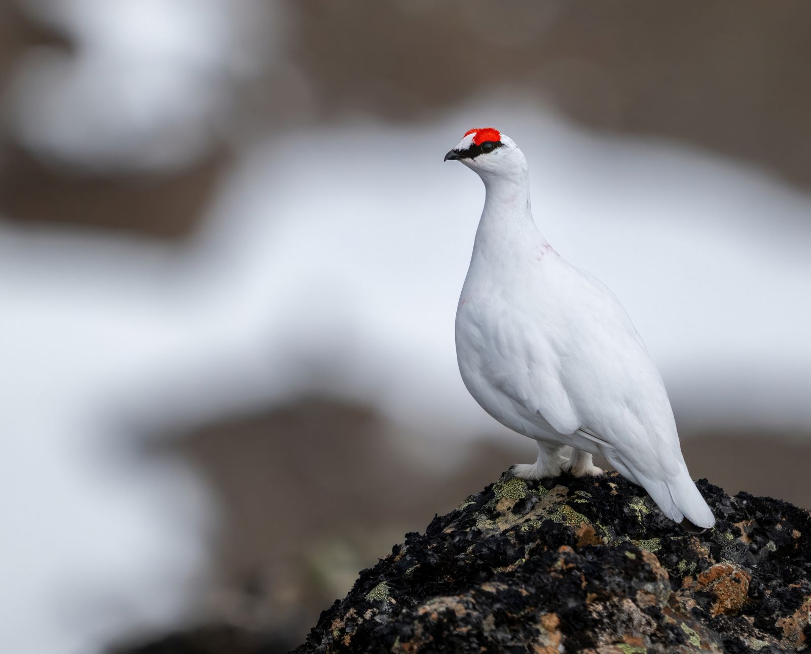 A male rock ptarmigan perched on a rock in Alaska.