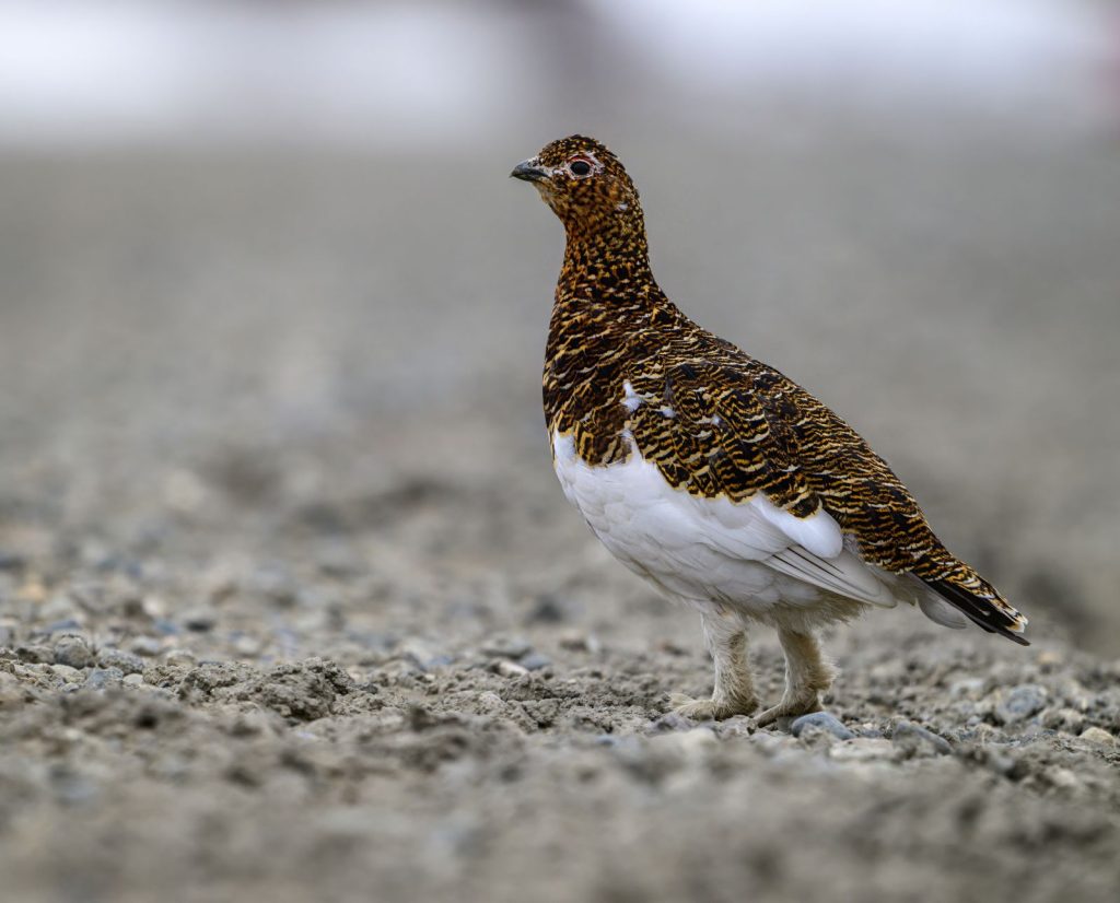 A male rock ptarmigan with brown and white seasonal plumage.