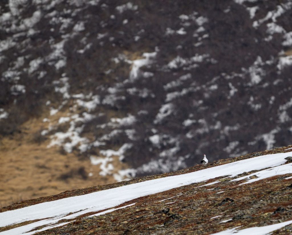A rock ptarmigan in its habitat on a mountainside in Alaska.