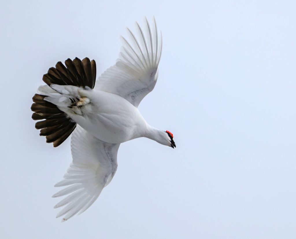 A male rock ptarmigan in flight.