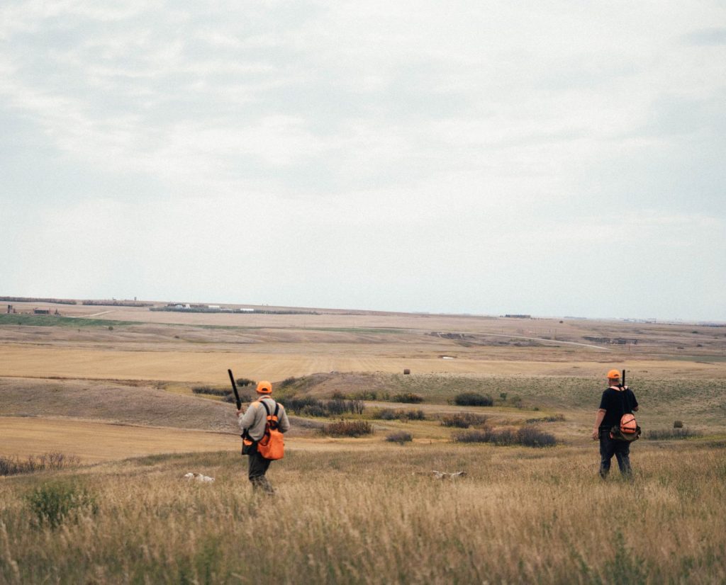 Hunters and dogs head towards a shady draw in sharptail grouse habitat.