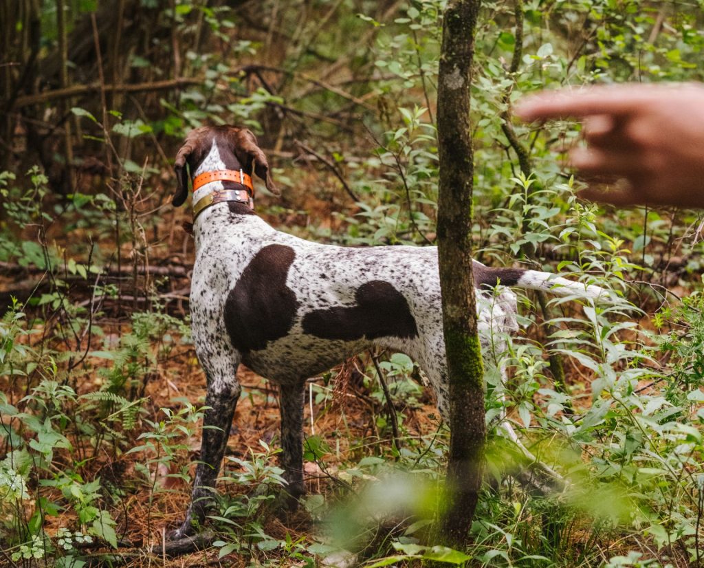 A young bird dog locates wild birds during training.